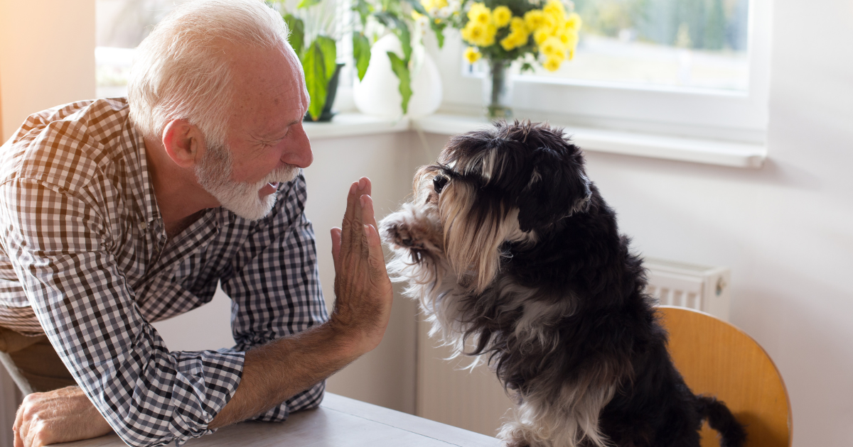 Melhores raças de cachorro para se ter na maturidade