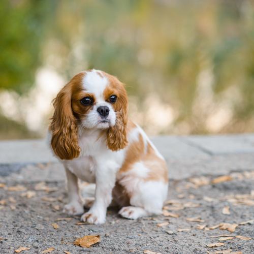 Cachorro da raça Cavalier King Charles Spaniel