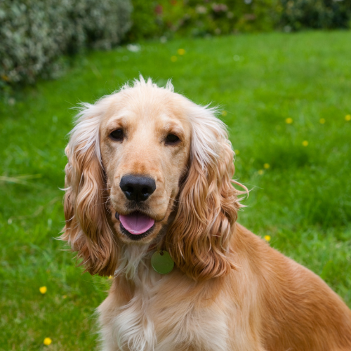 Cachorro da raça Cocker Spaniel: