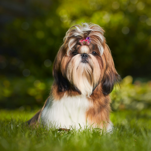 Cachorro da raça Shih Tzu