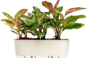 Jardineiras e Vasos Autoirrigáveis - Plantas para Interior