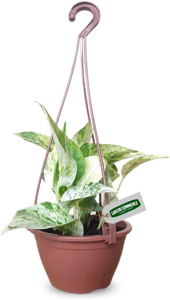 Jibóia - Plantas para Interior