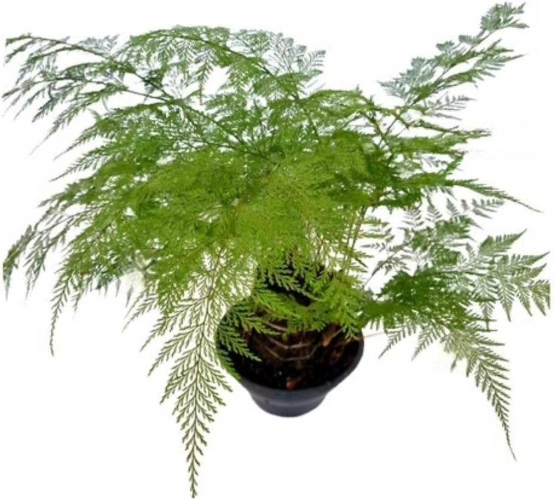 Samambaia Renda Portuguesa - Plantas para Interior 